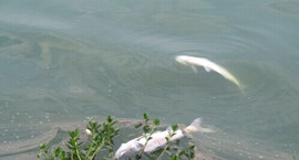 �W(w��ng)�ؾŽ��ǅ^(q��)�ɺ�����(y��n)����Ⱦ �@�ֲ��T�ؑ�(y��ng)��������̫�y