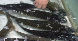 �_��ˮ�a(ch��n)Ʒ�Ј�471���~�w��(n��i)������ж��Oˎ